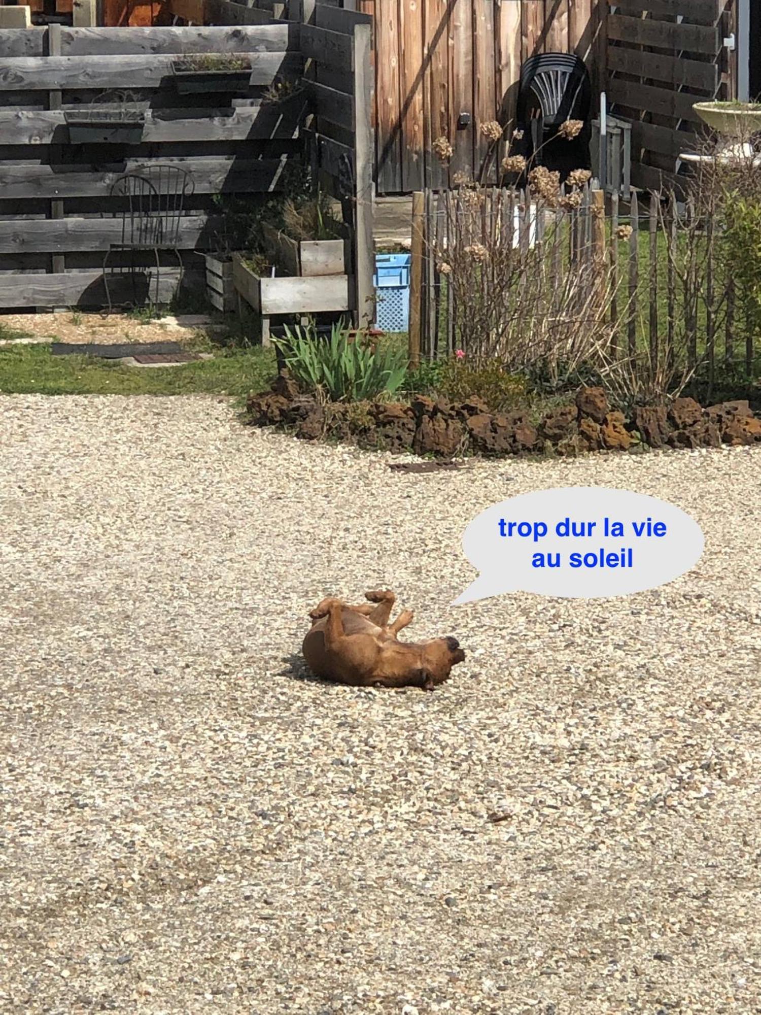 Les Logis D'Argent Studio Independant Parking Entree Autonome Linge De Lit Et Serviettes Wifi Fibre Tv Connectee Mimizan Exterior photo